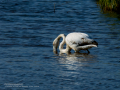 Flamenco comun - Phoenicopterus roseus - Flamenc comu