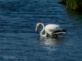 Flamenco comun - Phoenicopterus roseus - Flamenc comu