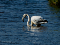 Flamenco comun - Phoenicopterus roseus - Flamenc comu