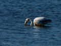 Flamenco comun - Phoenicopterus roseus - Flamenc comu
