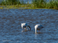 Flamenco comun - Phoenicopterus roseus - Flamenc comu