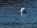 Flamenco comun - Phoenicopterus roseus - Flamenc comu