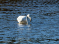 Flamenco comun - Phoenicopterus roseus - Flamenc comu