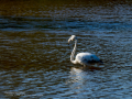 Flamenco comun - Phoenicopterus roseus - Flamenc comu