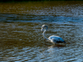 Flamenco comun - Phoenicopterus roseus - Flamenc comu
