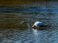 Flamenco comun - Phoenicopterus roseus - Flamenc comu