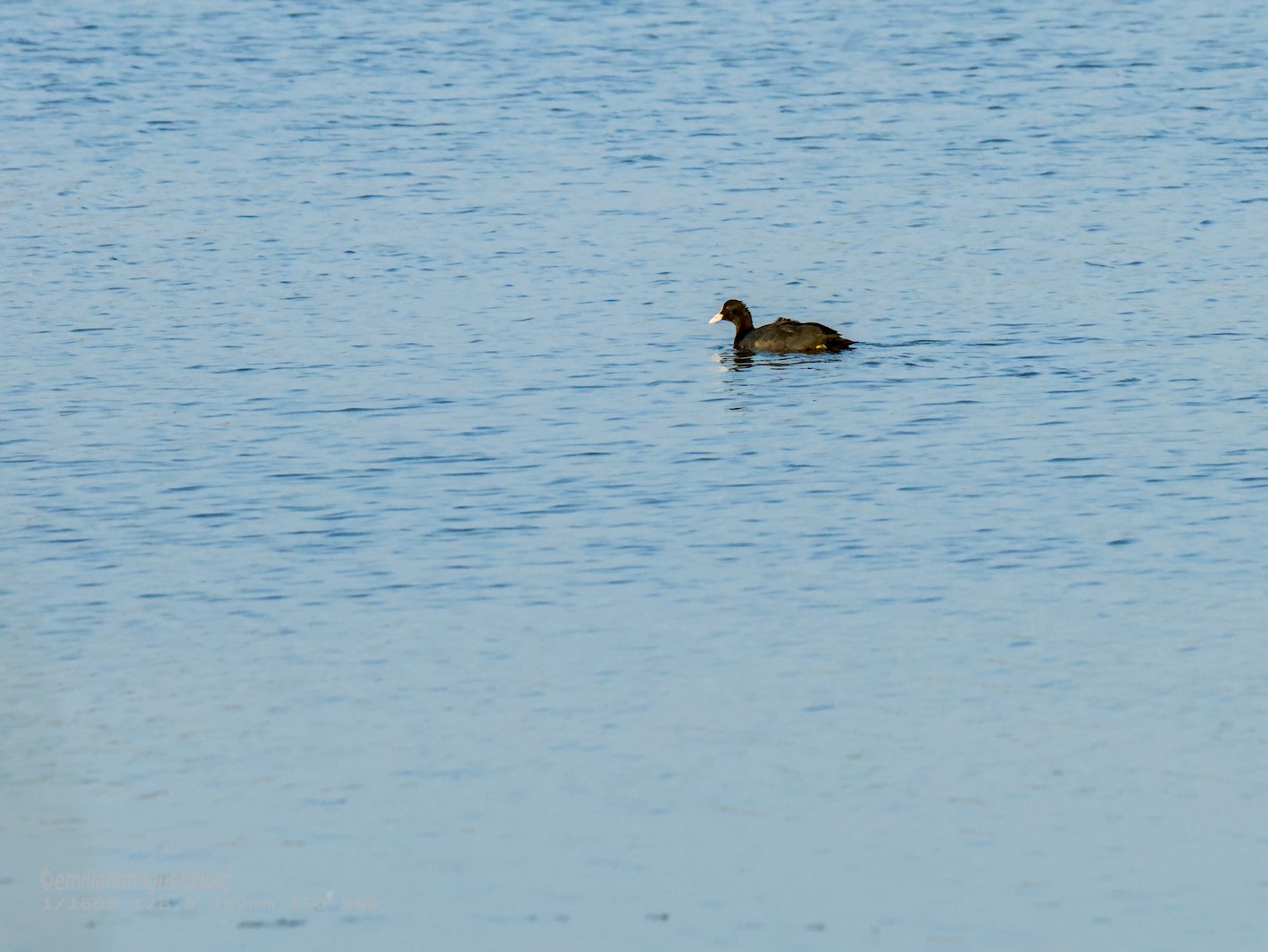 Focha común - Fulica atra - Fotja comuna