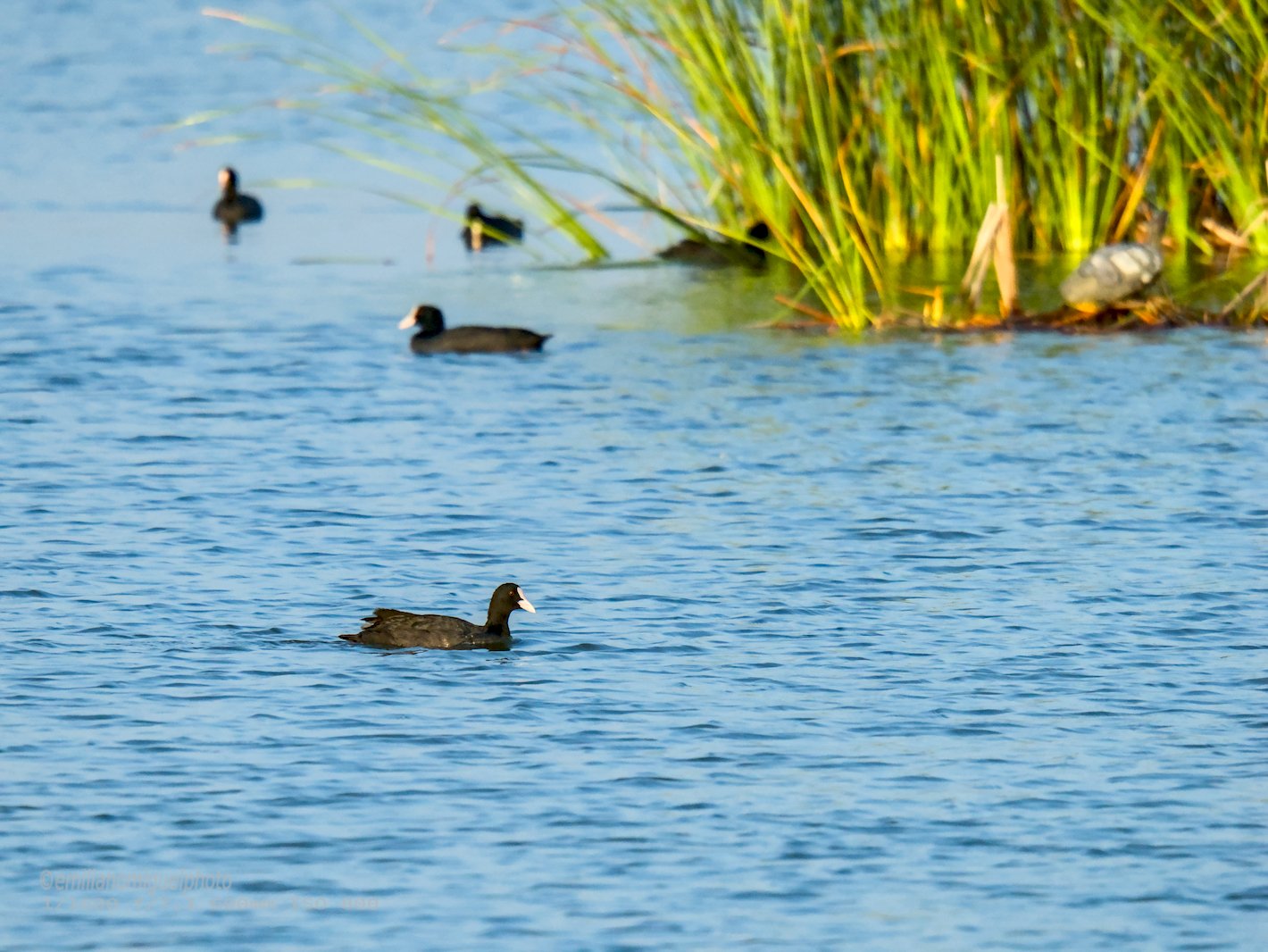 Focha común - Fulica atra - Fotja comuna