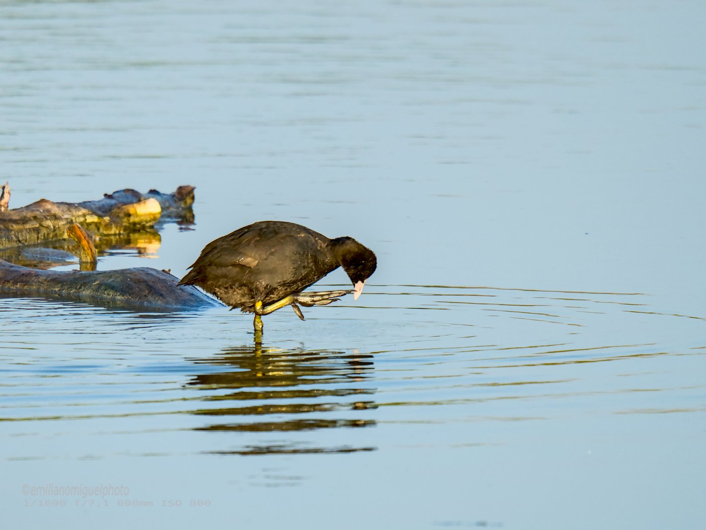 Focha común - Fulica atra - Fotja comuna