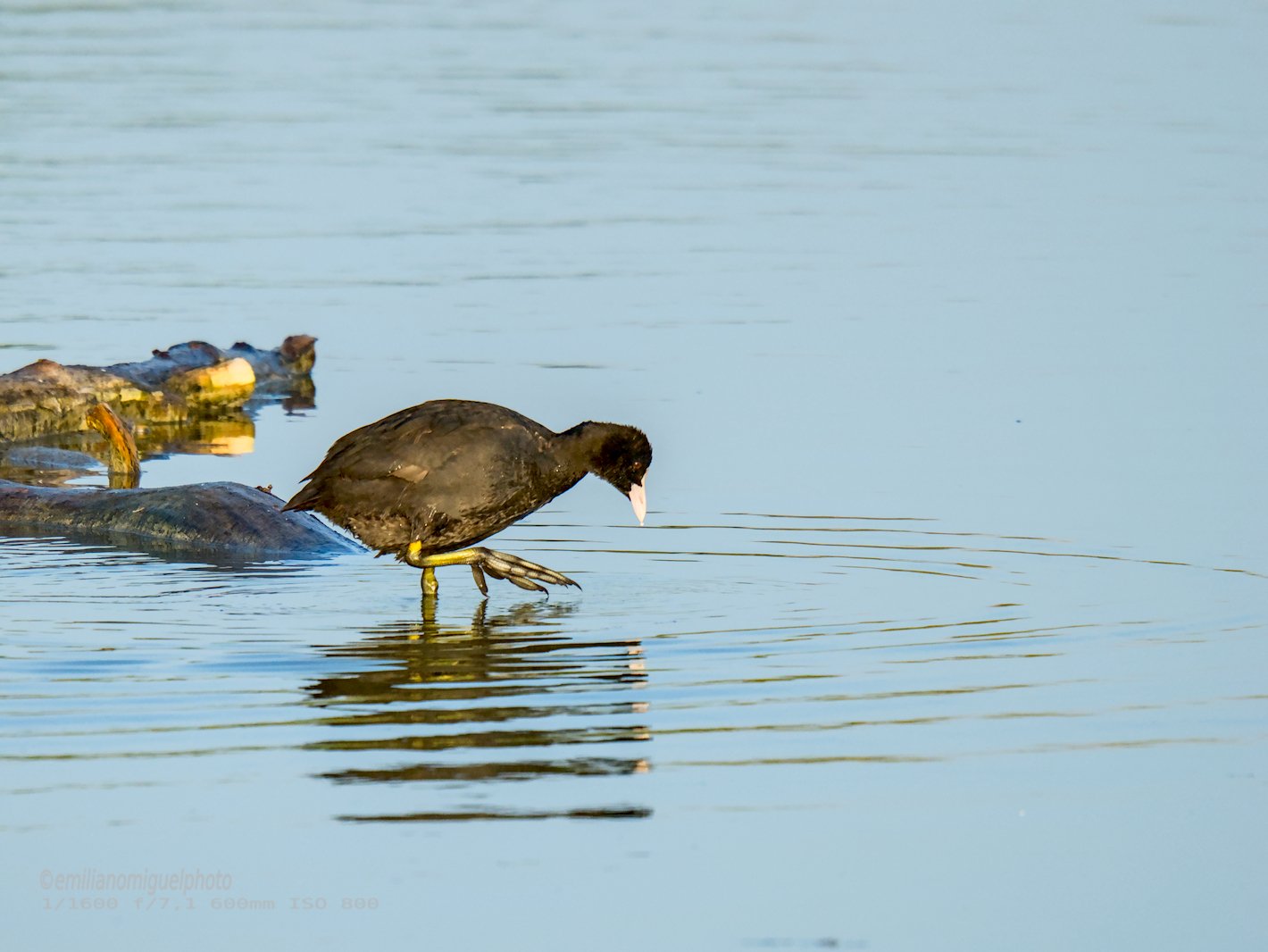 Focha común - Fulica atra - Fotja comuna
