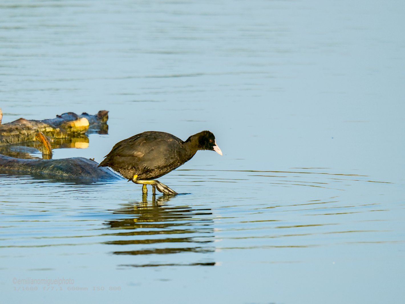 Focha común - Fulica atra - Fotja comuna