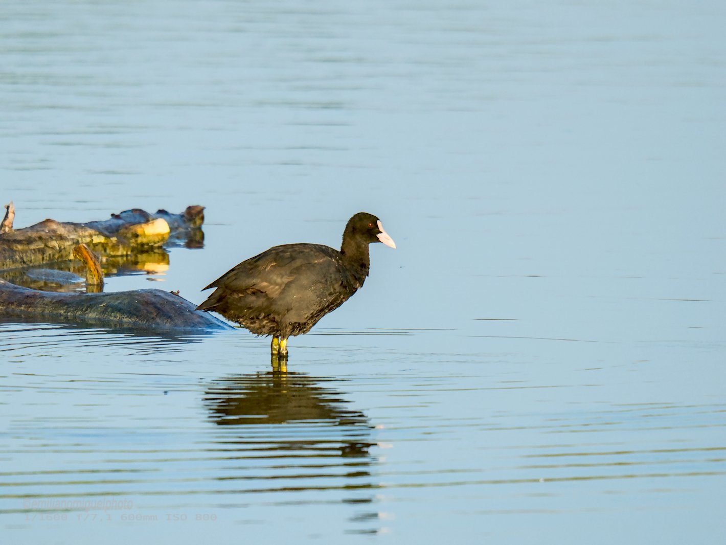 Focha común - Fulica atra - Fotja comuna