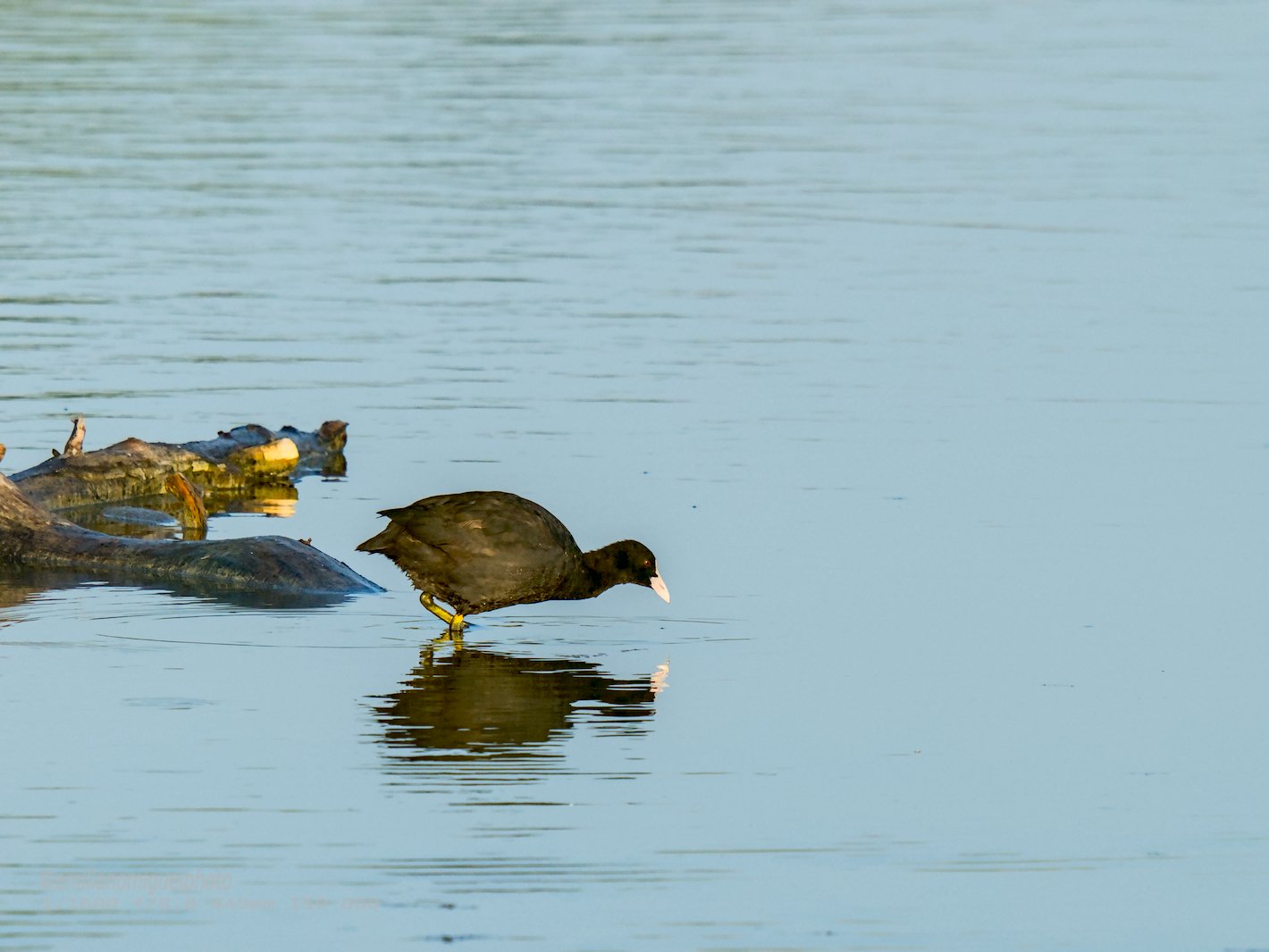 Focha común - Fulica atra - Fotja comuna