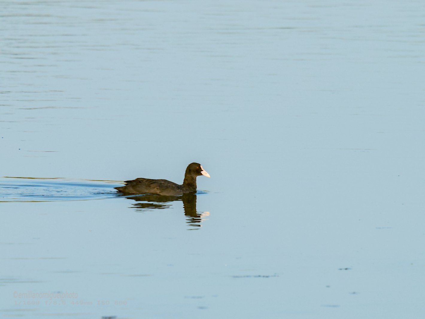 Focha común - Fulica atra - Fotja comuna