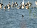 Focha común - Fulica atra - Fotja comuna