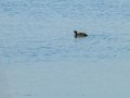 Focha común - Fulica atra - Fotja comuna