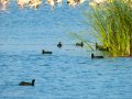 Focha común - Fulica atra - Fotja comuna