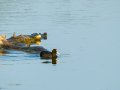 Focha común - Fulica atra - Fotja comuna