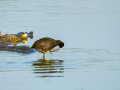 Focha común - Fulica atra - Fotja comuna