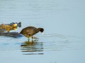 Focha común - Fulica atra - Fotja comuna