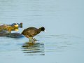 Focha común - Fulica atra - Fotja comuna