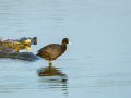 Focha común - Fulica atra - Fotja comuna
