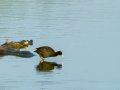 Focha común - Fulica atra - Fotja comuna