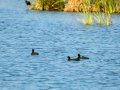 Focha común - Fulica atra - Fotja comuna