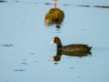 Focha común - Fulica atra - Fotja comuna