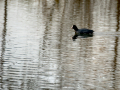 Focha común - Fulica atra - Fotja comuna