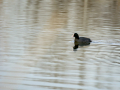 Focha común - Fulica atra - Fotja comuna