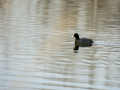 Focha común - Fulica atra - Fotja comuna