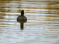 Focha común - Fulica atra - Fotja comuna