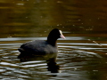 Focha común - Fulica atra - Fotja comuna