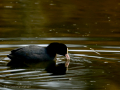 Focha común - Fulica atra - Fotja comuna