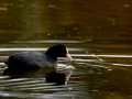 Focha común - Fulica atra - Fotja comuna