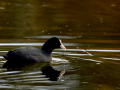 Focha común - Fulica atra - Fotja comuna