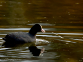 Focha común - Fulica atra - Fotja comuna