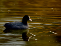 Focha común - Fulica atra - Fotja comuna