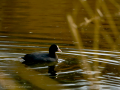 Focha común - Fulica atra - Fotja comuna