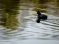 Focha común - Fulica atra - Fotja comuna
