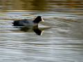 Focha común - Fulica atra - Fotja comuna