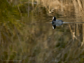 Focha común - Fulica atra - Fotja comuna