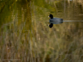 Focha común - Fulica atra - Fotja comuna