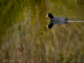 Focha común - Fulica atra - Fotja comuna
