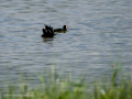 Focha común - Fulica atra - Fotja comuna