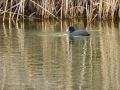 Focha común - Fulica atra - Fotja comuna