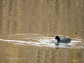 Focha común - Fulica atra - Fotja comuna