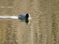 Focha común - Fulica atra - Fotja comuna