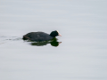 Focha común - Fulica atra - Fotja comuna